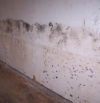 mold1.jpg